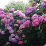 hortensias en fleurs