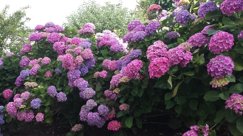 hortensias en fleurs