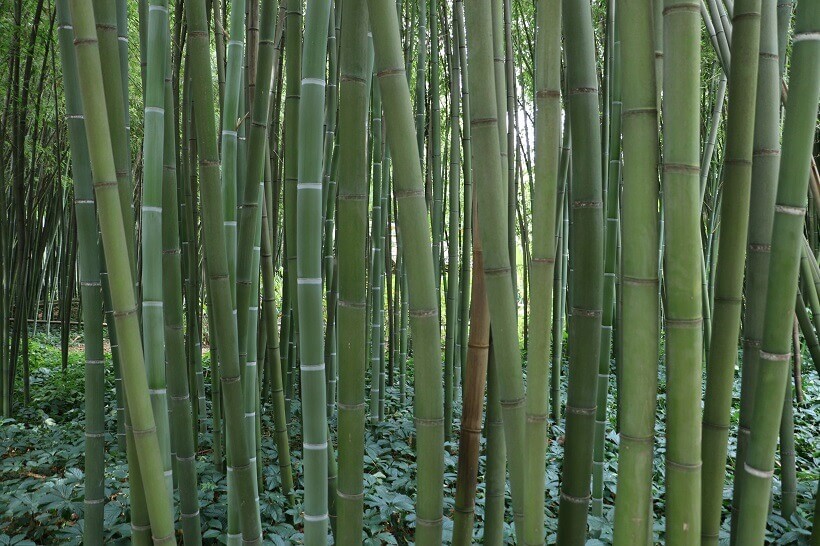Bambous géants