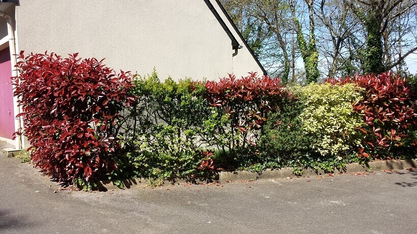 haie vive avec des photinias