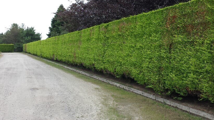 très longue haie