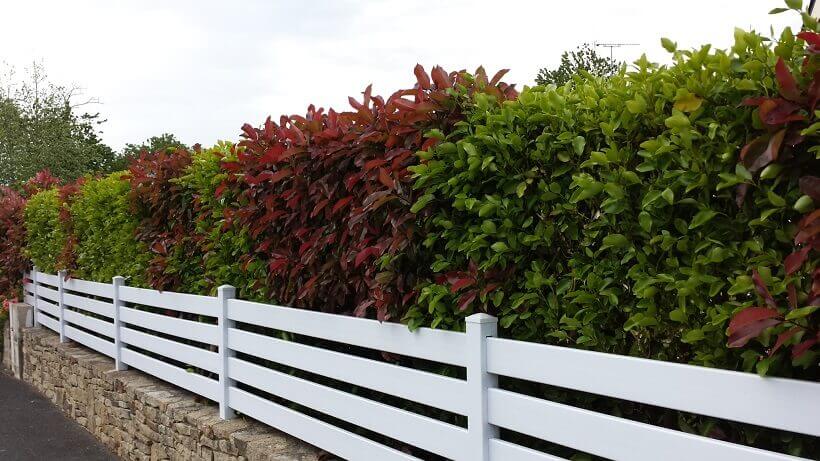 Haie Griselinia Photinia