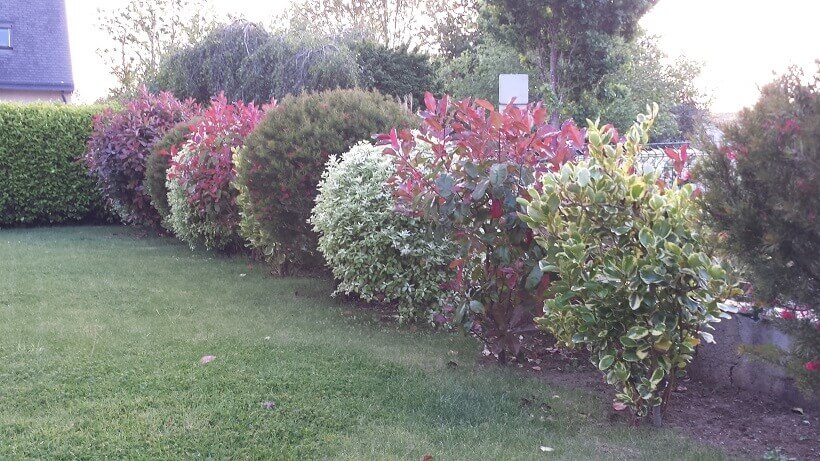 haie vive avec des photinias