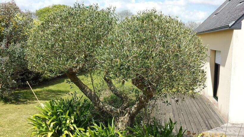 olivier arbuste topiaire