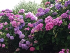 Quand et comment faut-il tailler les hortensias ?