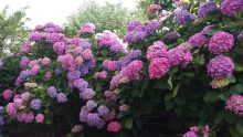 Quand et comment faut-il tailler les hortensias ?
